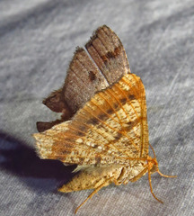 Macaria bicolorata