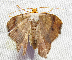Macaria bicolorata