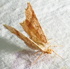 Macaria promiscuata