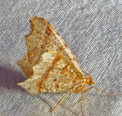 Macaria promiscuata