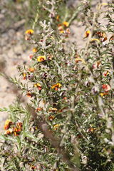 Mirbelia pungens
