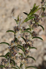 Mirbelia pungens