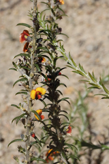 Mirbelia pungens