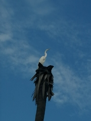 Ardea alba