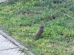 Turdus murinus