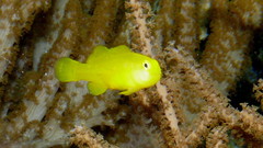 Yellow Coral-Goby photo 4