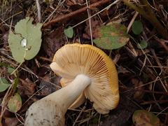 Russula lutea