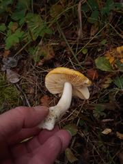 Russula lutea