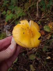 Russula lutea