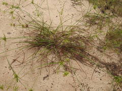 Cyperus grayioides