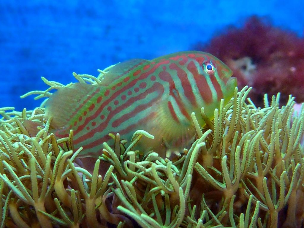 Gobie vert des coraux (Gobiodon histrio)
