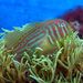 Maori Coralgoby - Photo (c) 
Dr. Oliver Schneider, some rights reserved (CC BY-SA)