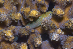 Actor Coralgoby photo 3