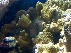 Actor Coralgoby photo 4