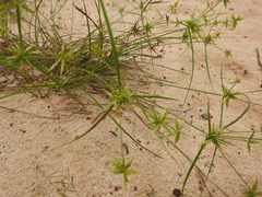 Cyperus grayioides