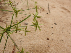 Cyperus grayioides