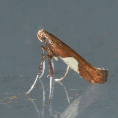 Caloptilia stigmatella