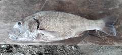 Calamus taurinus
