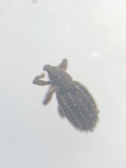 Orthochaetes setiger