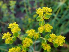 Euphorbia oblongata