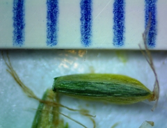 Cyperus grayioides