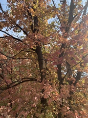 Acer grandidentatum