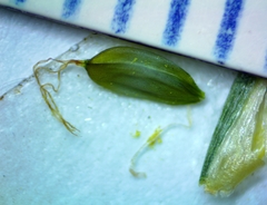 Cyperus grayioides