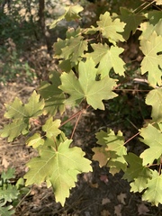 Acer grandidentatum