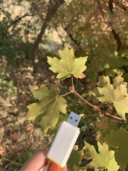 Acer grandidentatum