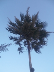 Arecaceae