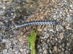 Parafontaria tonominea