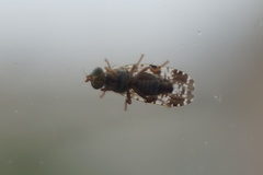 Tephritis vespertina