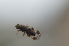 Tephritis vespertina