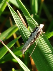 Erechthias fulguritella