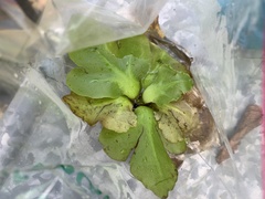 Ceratopteris pteridoides