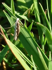 Erechthias fulguritella