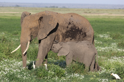 African Savanna Elephant, photo 5 of 10