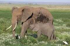 African Elephant photo 4