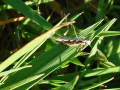 Erechthias fulguritella