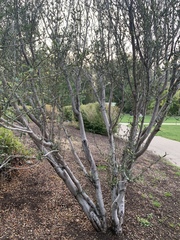 Cercocarpus ledifolius