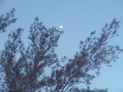 Casuarina equisetifolia