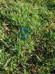 Erechthias fulguritella