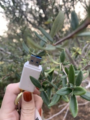 Cercocarpus ledifolius