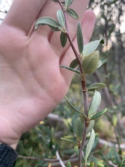 Cercocarpus ledifolius