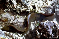 Gymnothorax funebris