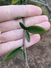 Cercocarpus ledifolius