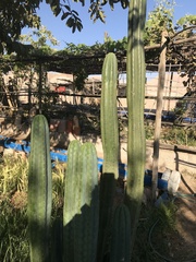 Trichocereus macrogonus pachanoi