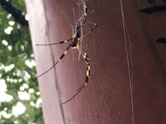 Trichonephila clavata