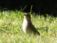 Muscicapa striata
