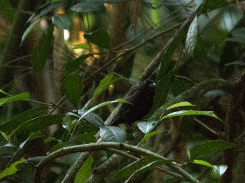 Blackish-blue Seedeater (Amaurospiza moesta), photo 6